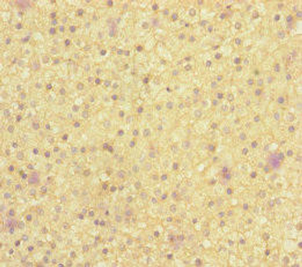 MOCS2 Antibody PACO45565