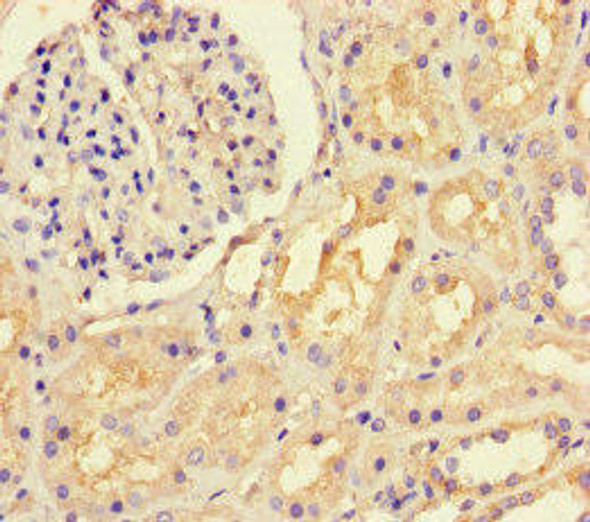 LTBP4 Antibody PACO46178