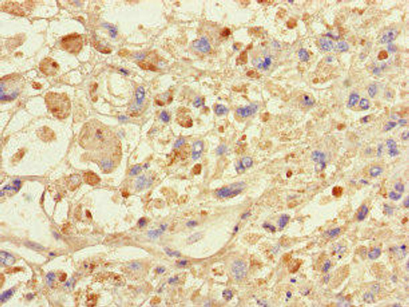 SPAG9 Antibody PACO46226