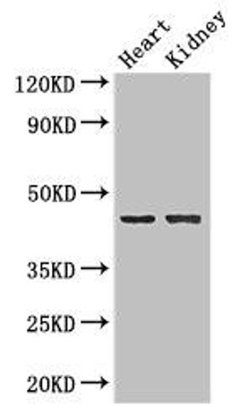 NRXN1 Antibody PACO46446