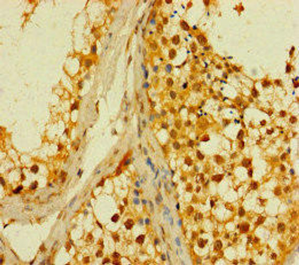 PLD6 Antibody PACO46870