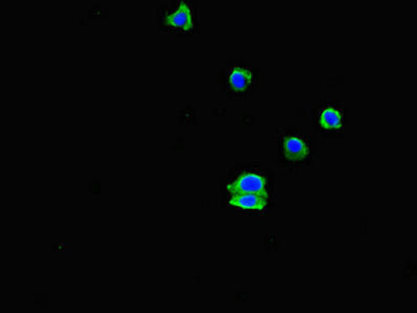 EHD3 Antibody PACO47114