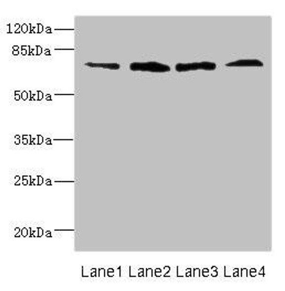 FLRT3 Antibody PACO47150