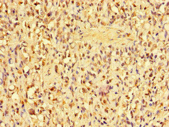 ANP32D Antibody PACO47302