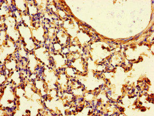 TTLL8 Antibody PACO47730