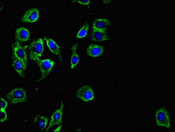 PKD1L3 Antibody PACO47974