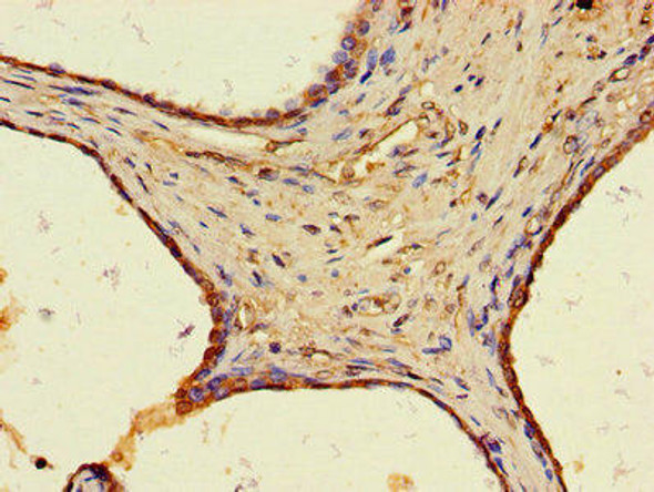 WFDC8 Antibody PACO47998