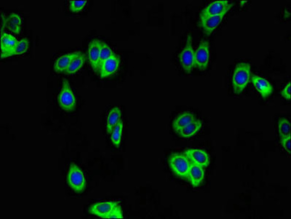 WFDC8 Antibody PACO47998