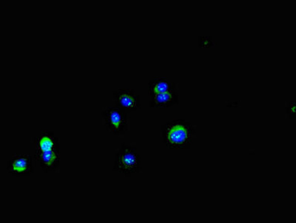 DDIT4L Antibody PACO48058