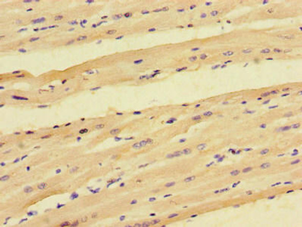 PPP1R12C Antibody PACO48114