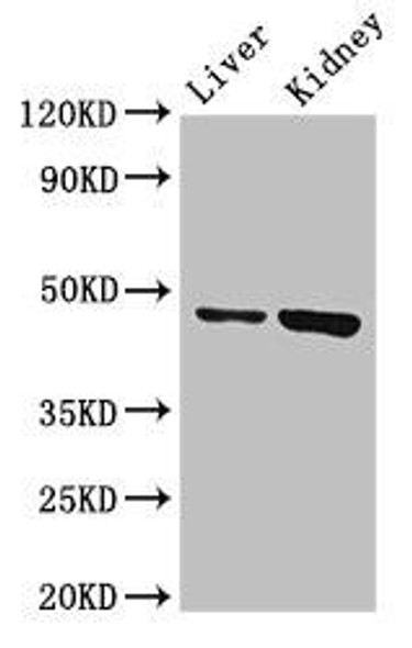 WDFY1 Antibody PACO49234