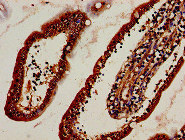 DNASE2 Antibody PACO49530