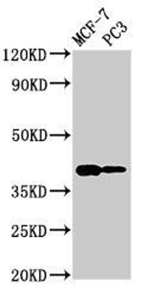 DNASE2 Antibody PACO49530