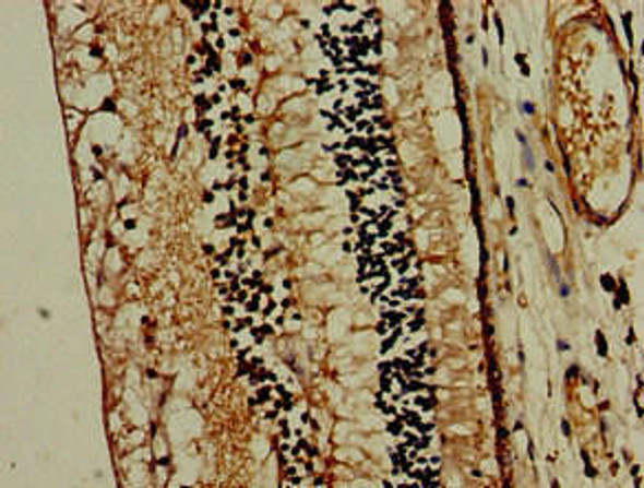 MTNR1B Antibody PACO49782