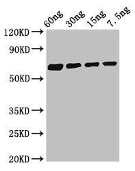 Major allergen Bla g 1.0101 Antibody PACO50202