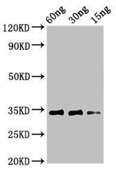 Major pollen allergen Aln g 1 Antibody PACO50210