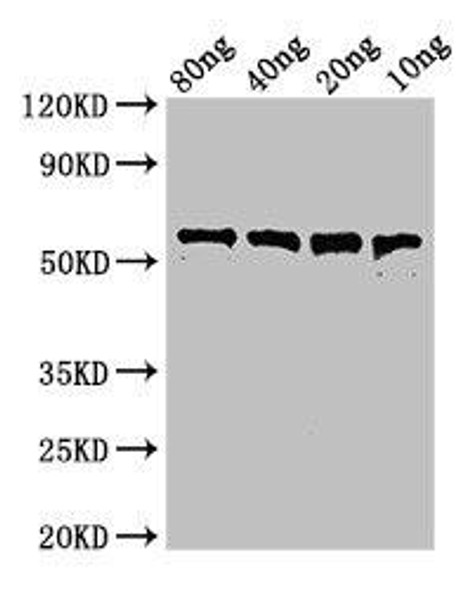 pfo Antibody PACO50258