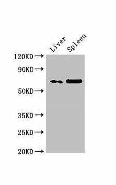 PRSS56 Antibody PACO50266