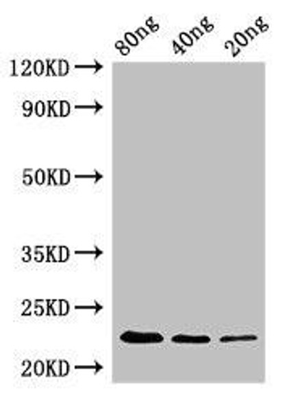 pyrE Antibody PACO50414