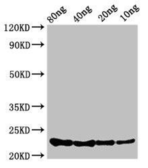 csrA Antibody PACO50450