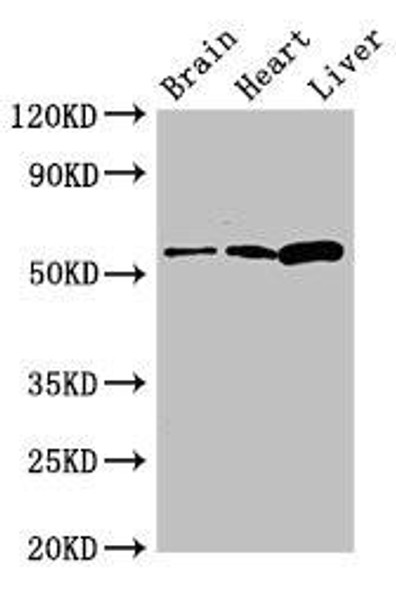 CPEB2 Antibody PACO50714