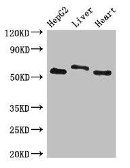 SLC13A5 Antibody PACO50718