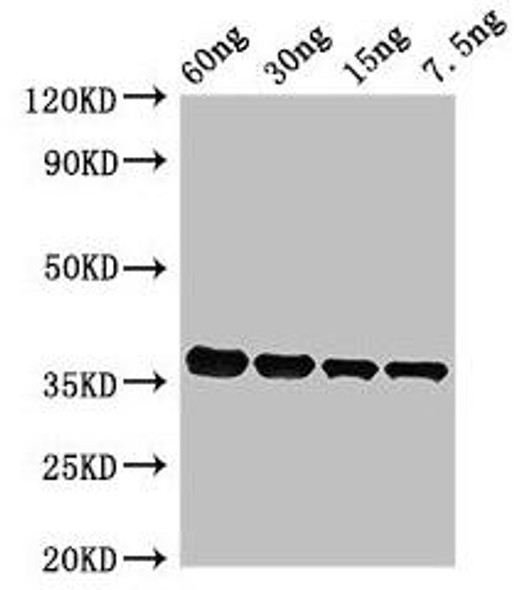 PF0142 Antibody PACO50810