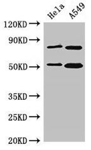 SNX27 Antibody PACO50854
