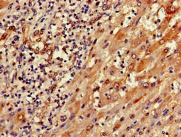 SEMA6A Antibody PACO51074