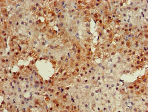 PKIB Antibody PACO51122