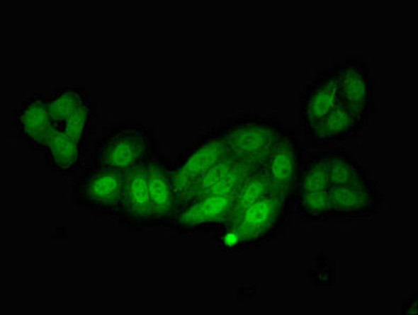 NOS1AP Antibody PACO51750