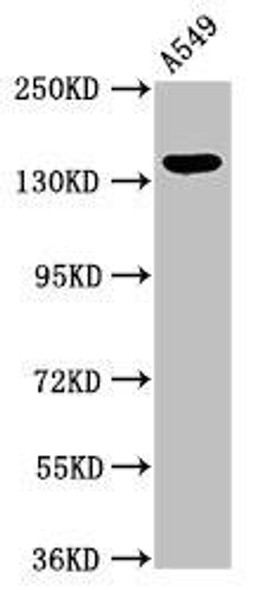 PLIN4 Antibody PACO52558