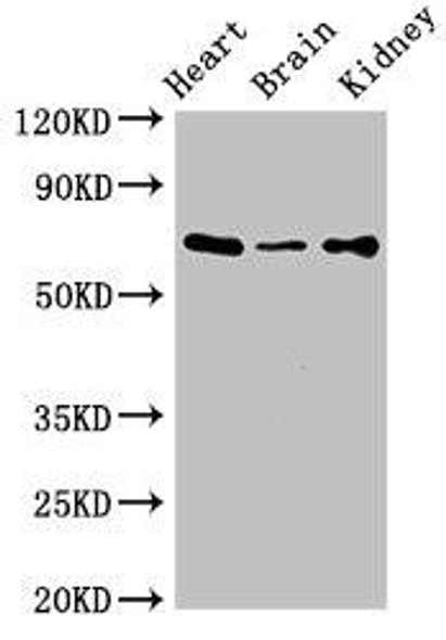 SLC6A13 Antibody PACO52866