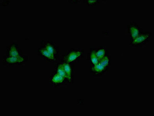 PEX1 Antibody PACO54038