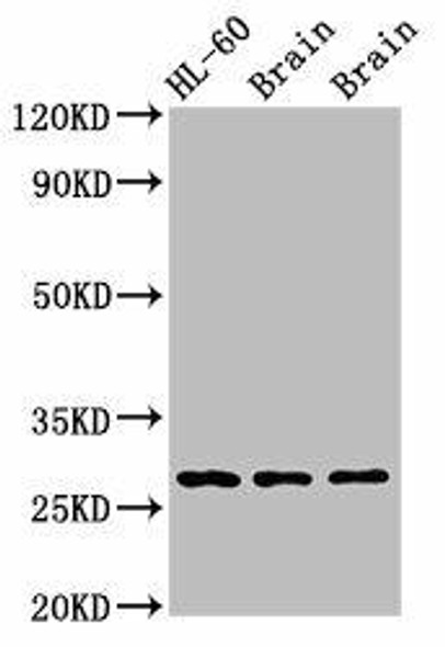 EMX2 Antibody PACO54754