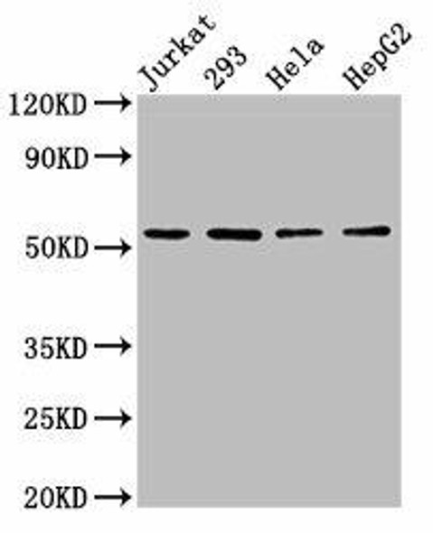 SLC16A12 Antibody PACO55186