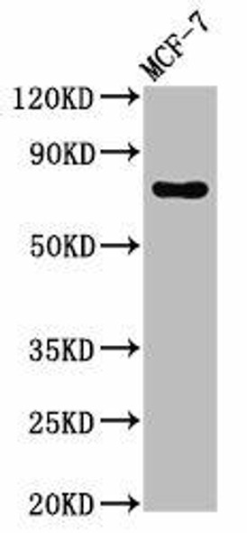 TUBGCP4 Antibody PACO55282