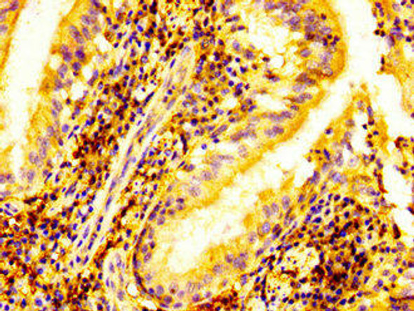 ELK3 Antibody PACO55470