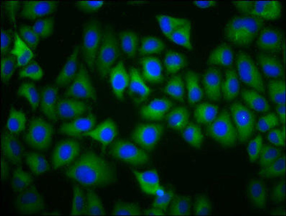 TAAR5 Antibody PACO55798