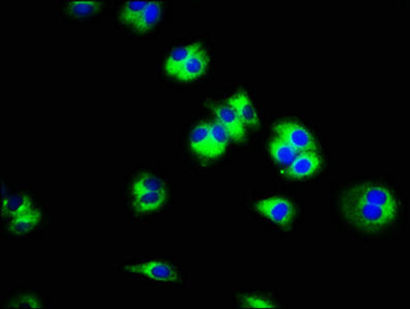 SLC45A3 Antibody PACO56046