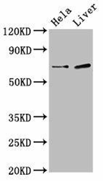 SSX2IP Antibody PACO56270