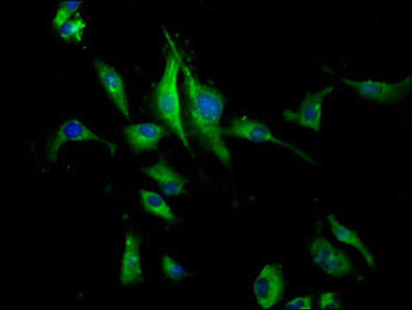 PEAR1 Antibody PACO56354