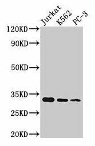 HIST1H1D Ab-140 Antibody PACO56639