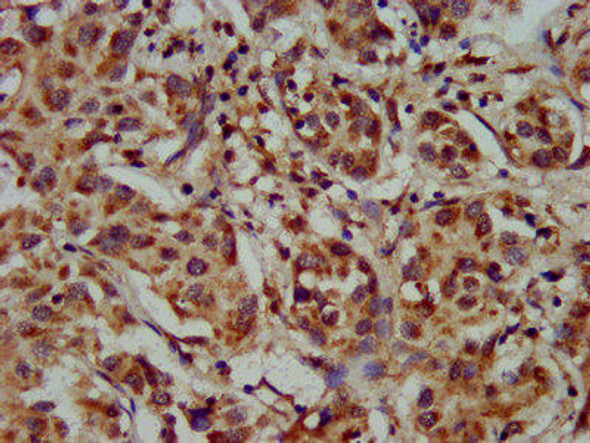 CYP8B1 Antibody PACO56776