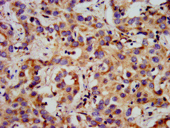 GPR1 Antibody PACO56808