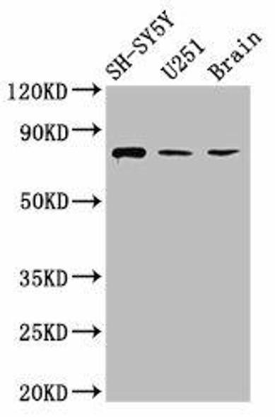 NCDN Antibody PACO57880