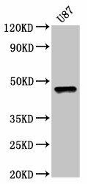 SOX8 Antibody PACO57984