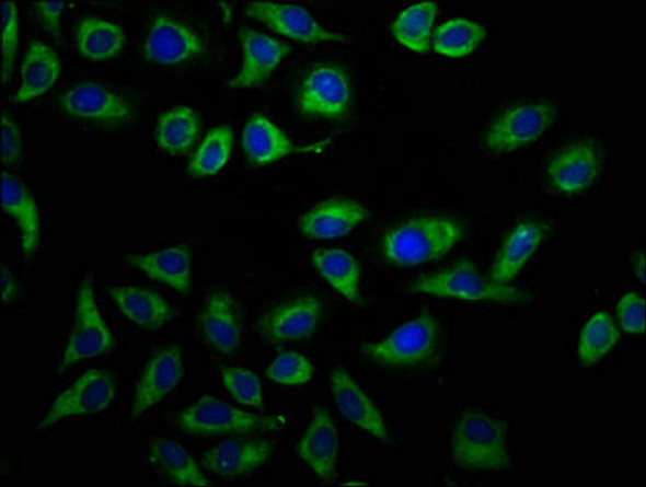 DPY19L1 Antibody PACO58076