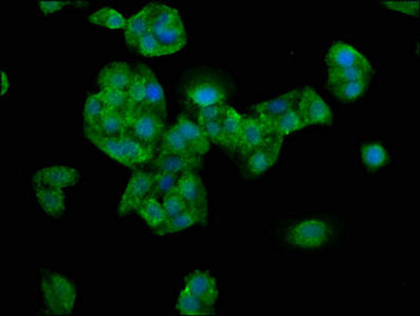 NEB Antibody PACO58084