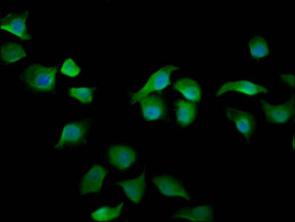 ARHGAP15 Antibody PACO59101